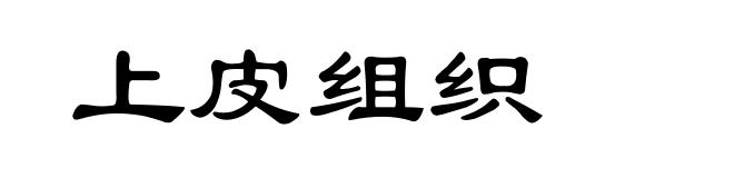 上皮组织